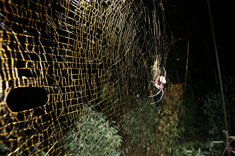 Illustration for article titled Scientists Discover the Largest Orbweaving Spider in the World